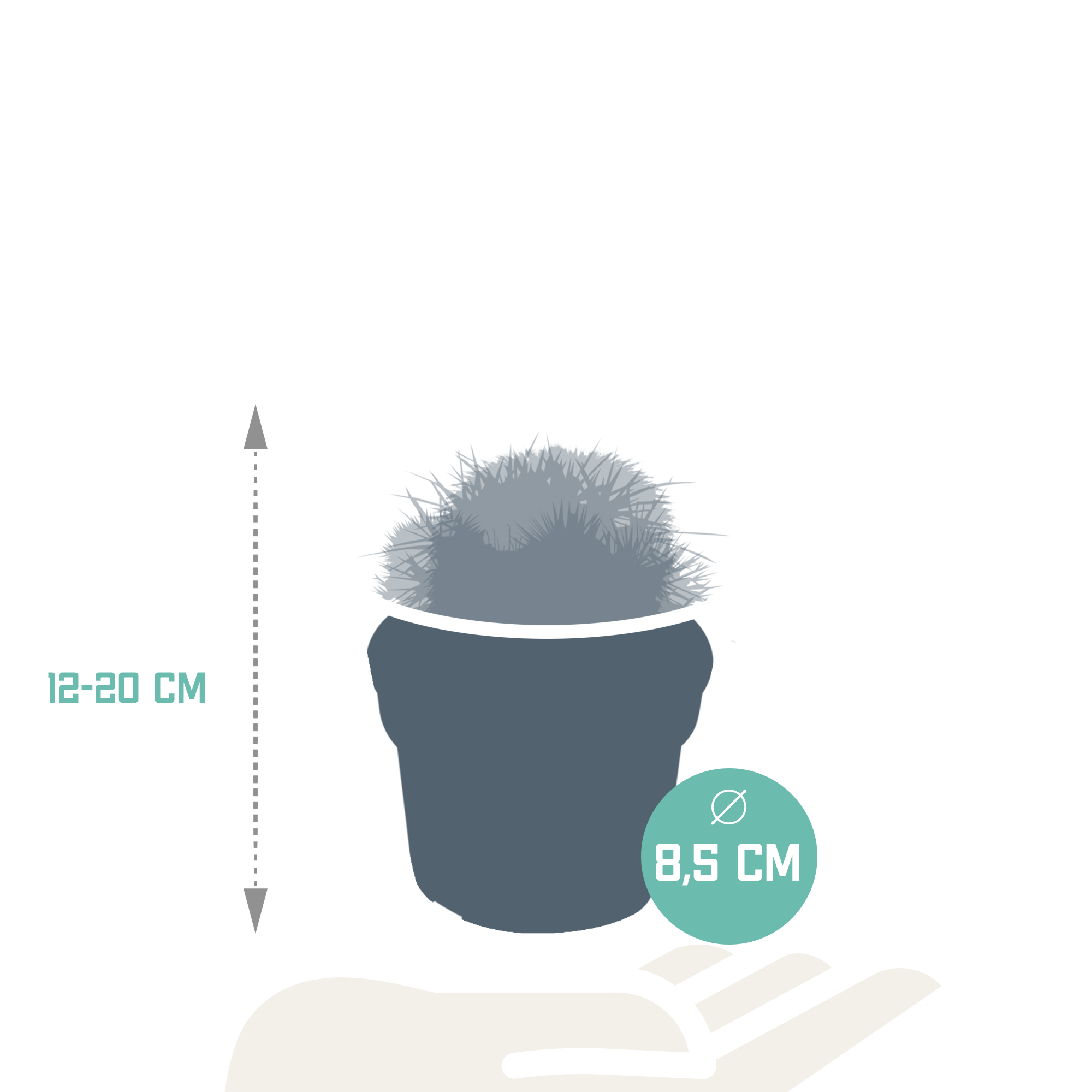 Mix di cactus a sfera 8,5 cm | 3 pezzi - senza vaso