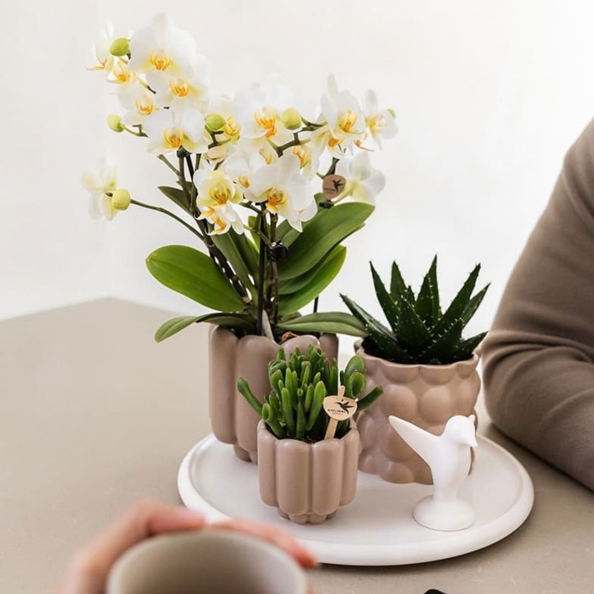 Kolibri Orchids | Combi Deal - 4 Witte Phalaenopsis Orchideeën Blossom Lausanne - Ø9 cm