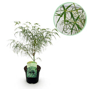 Japanse Esdoorn - Acer palmatum Koto-no-ito - Groen - 1 Plant - Bladverliezend - Pot 19cm Hoogte 70cm