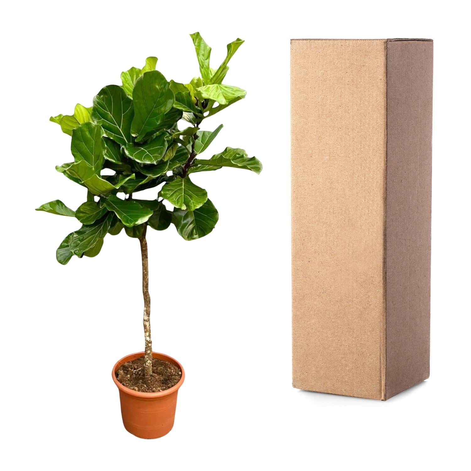 Ficus lyrata XXL - 200 cm - ø40