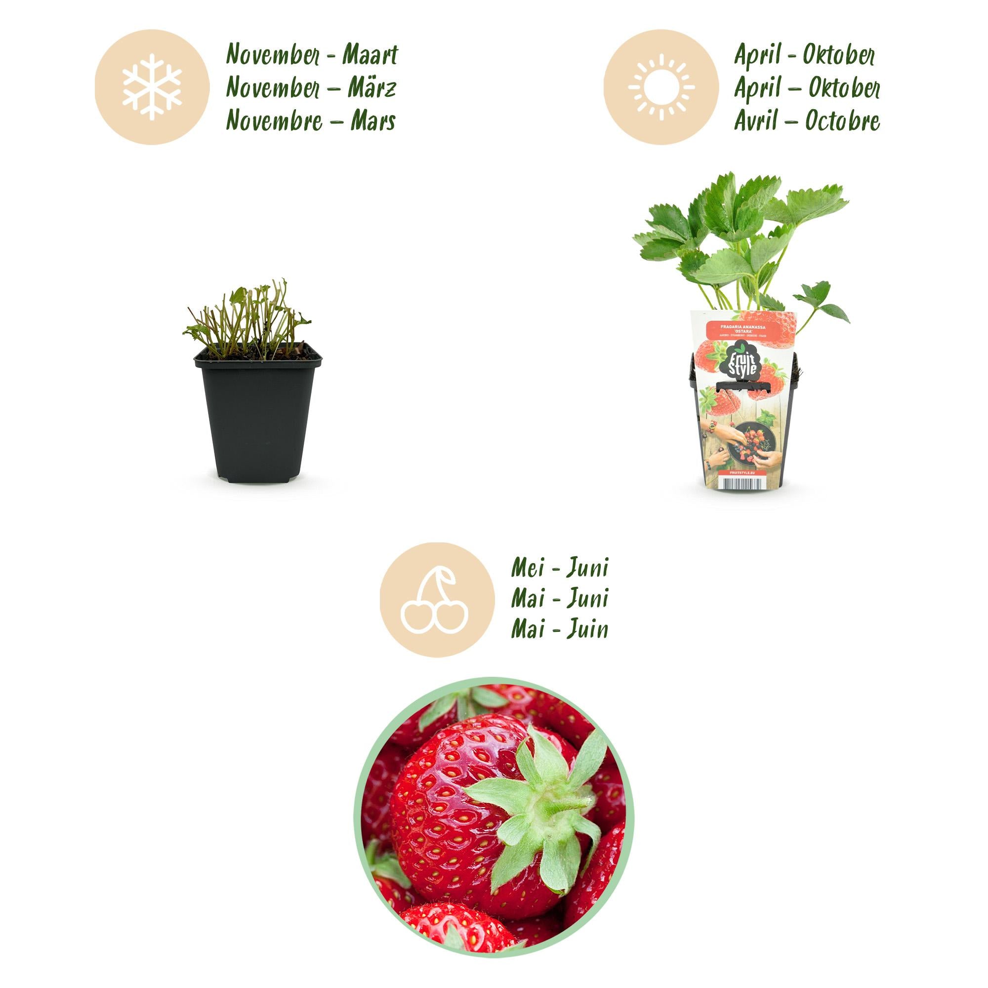 Aardbei - Fragaria Elvira - Winterhard - 3 Planten - Pot 9 cm - Rode Aardbei