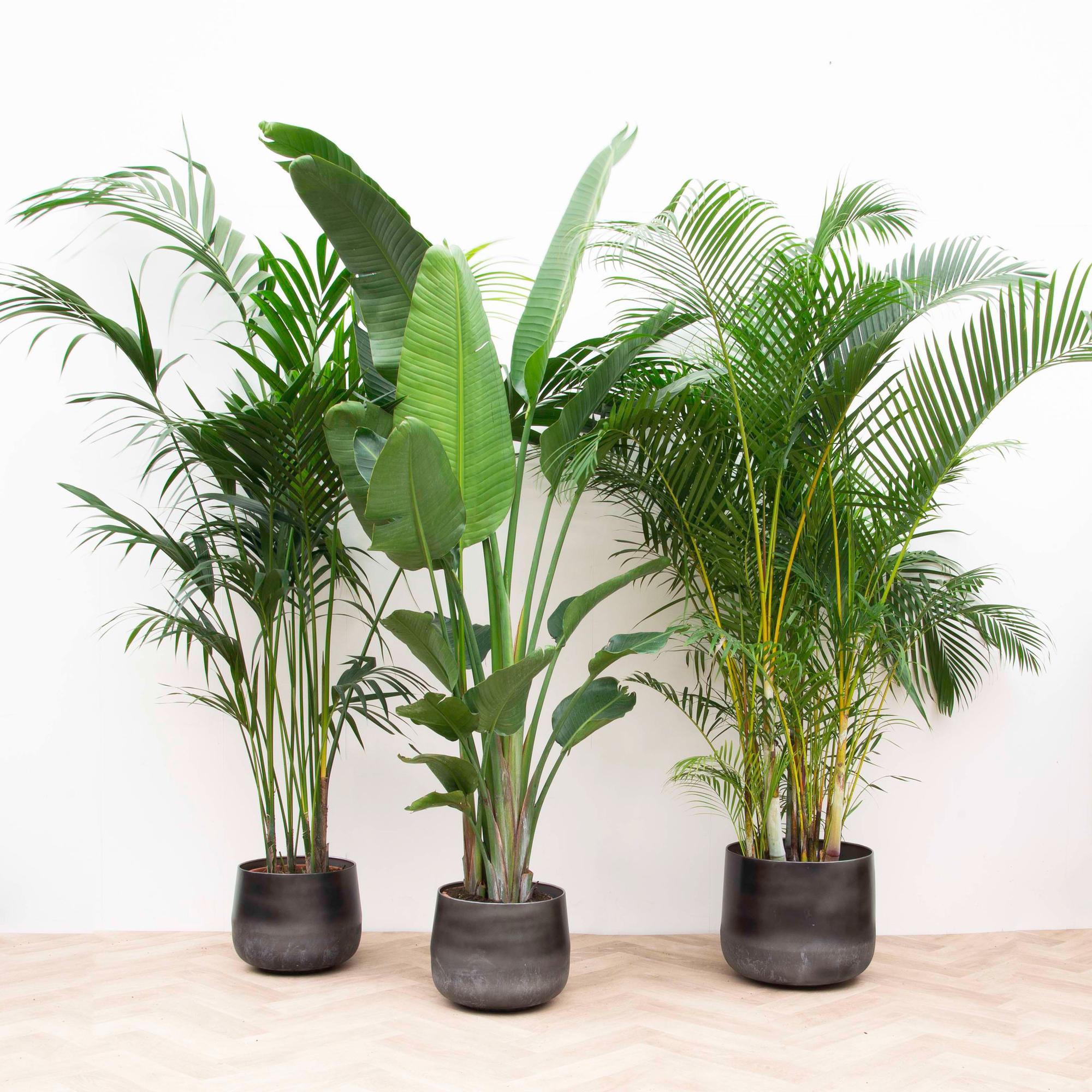 XXL-Vorteilspaket – Kentia 200 cm, Strelitzia Nicolai 225 cm, Areca 200 cm