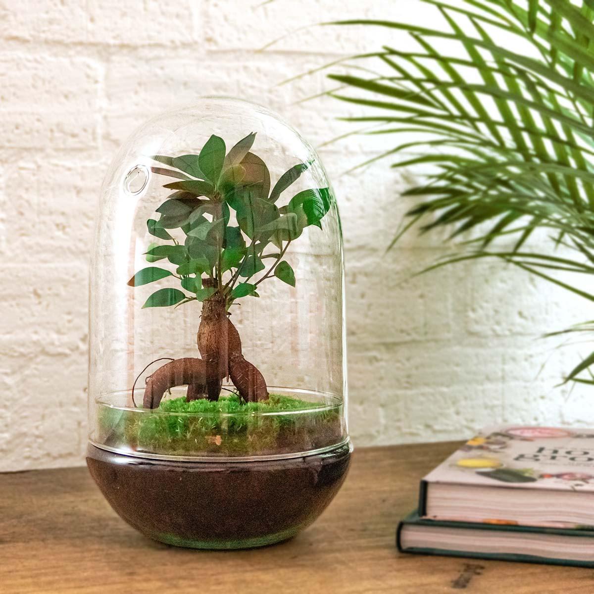 DIY-Terrarium – Egg XL Bonsai – ↕ 30 cm