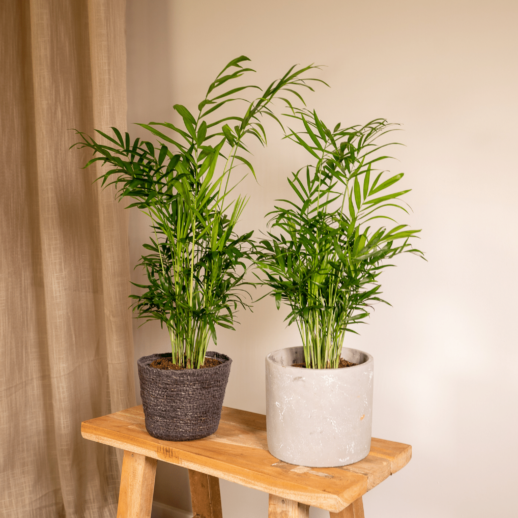 Chamaedorea Elegans (Mexican Mountain Palm) - 2 pieces - Ø12cm - ↕40cm