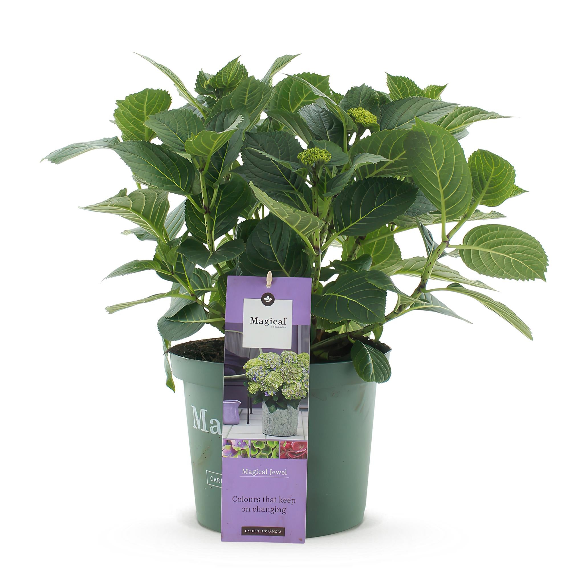 Hortensia - Hydrangea Magical Jewel Blue - Blauw - 6-10 Bloemen - Pot 23cm Hoogte 55cm
