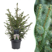Picea omorika - 2x Servische spar - Groen - Kerstboom - Ø23cm - ↕70cm