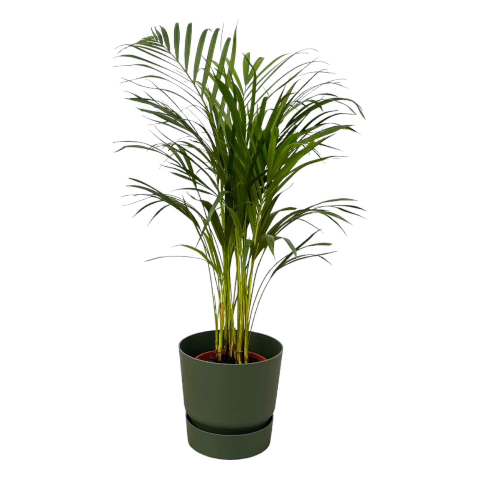 Areca-Palme - ↨85 cm - Ø19 cm inklusive elho Greenville Rundgrün D24xH23