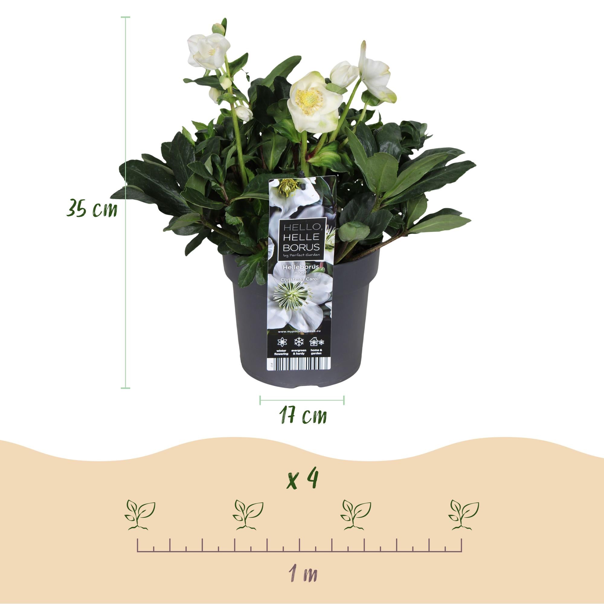 Kerstroos - Helleborus Christmas Carol  - Witte Bloem -1 Plant - Groenblijvend - Pot 17cm Hoogte 35cm