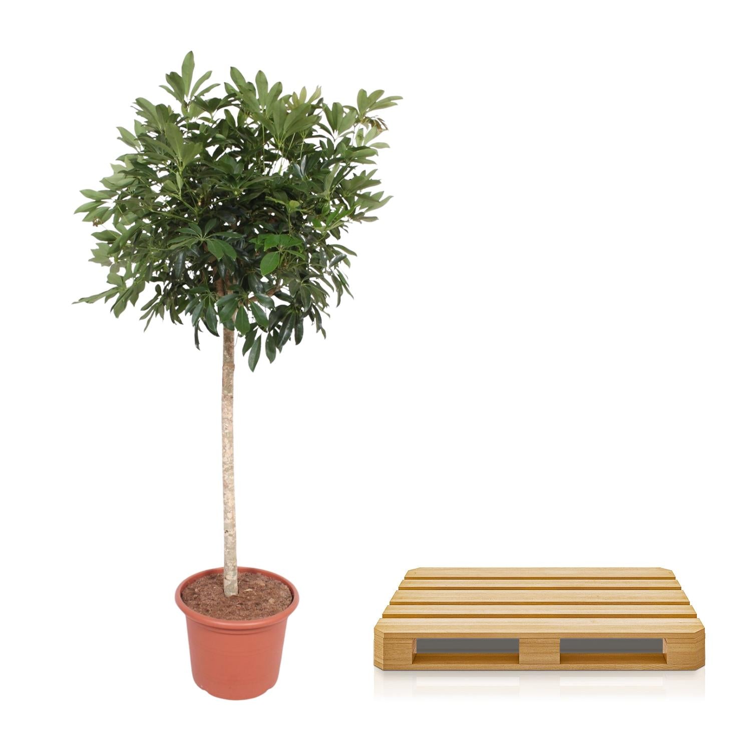 Schefflera Arboricola Compacta Baum - 190 cm - ø45