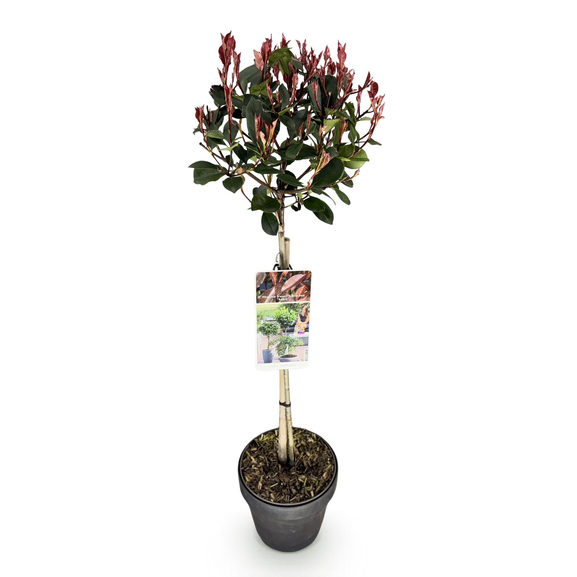 Photinia fraseri Little Red Robin - Terras Plant - Bladhoudend - Winterhard - Groen-Rood Blad - Pot 19cm Hoogte 90cm