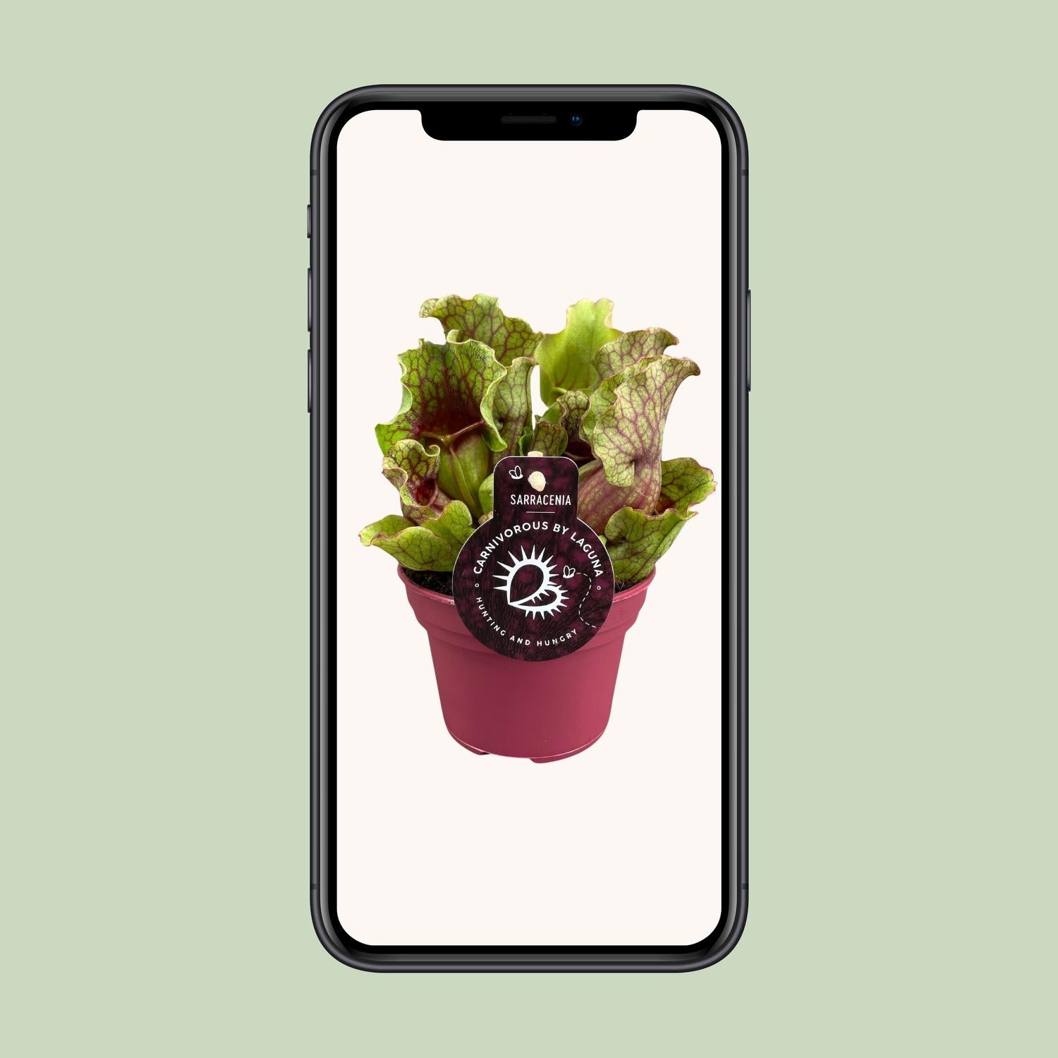 Sarracenia - Ø12 ↕20
