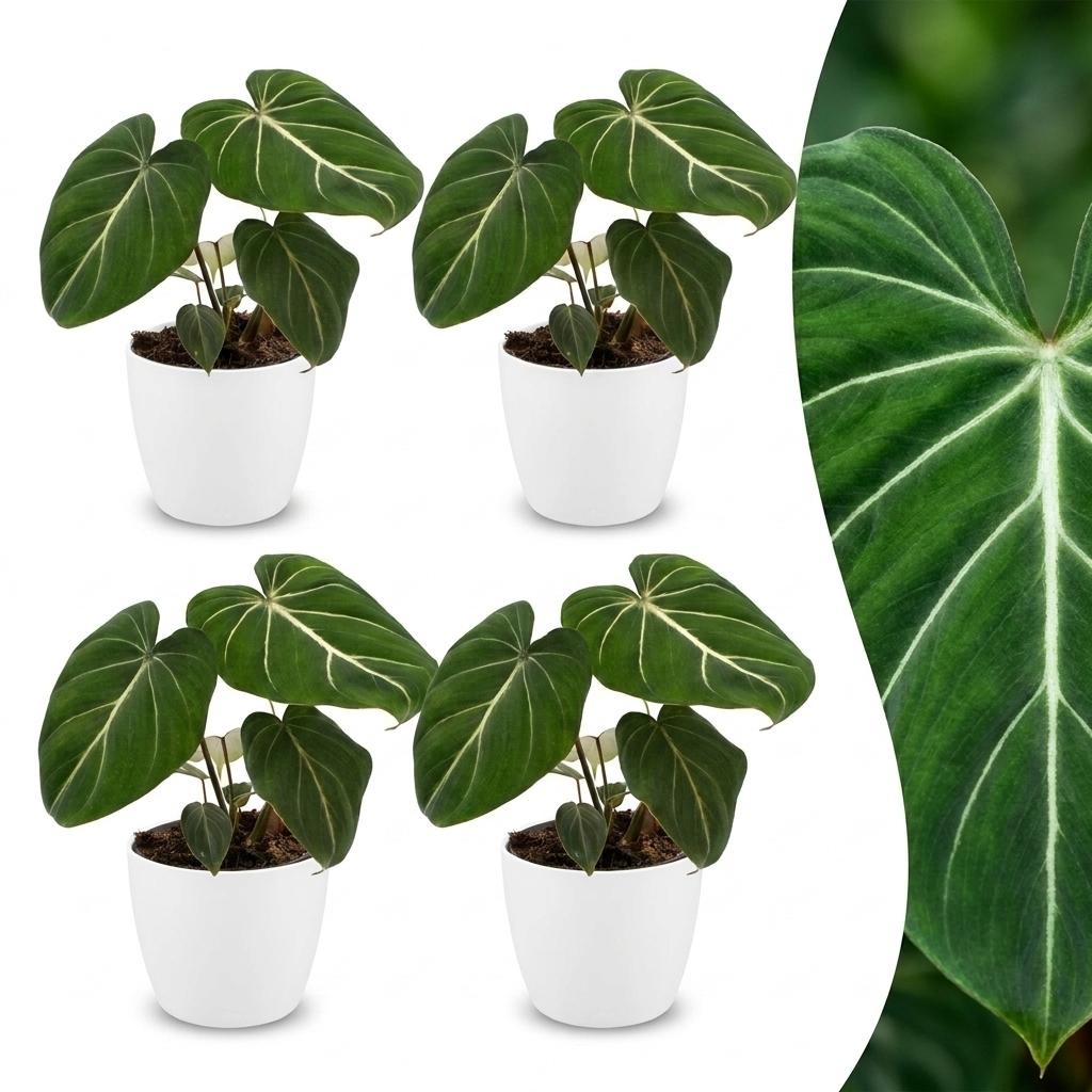 Philodendron Gloriosum - 4x - met Potter Wit - Pot 12cm - Hoogte - 25cm
