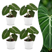 Philodendron Gloriosum - 4x - met Potter Wit - Pot 12cm - Hoogte - 25cm