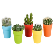 Cactus mix 5.5 cm - 5x - in gekleurde plasticpot