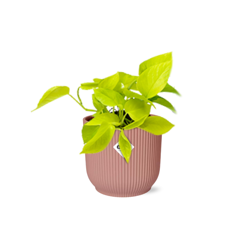 Epipremnum Pinnatum 'Golden Pothos' en pot ELHO Vibes Fold 14 cm rose