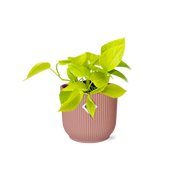 Epipremnum Pinnatum 'Golden Pothos' en pot ELHO Vibes Fold 14 cm rose
