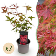 Acer palmatum Beni-maiko - Rood - 3 Planten - Bladverliezend - Weinig Onderhoud - Pot 12cm Hoogte 35cm