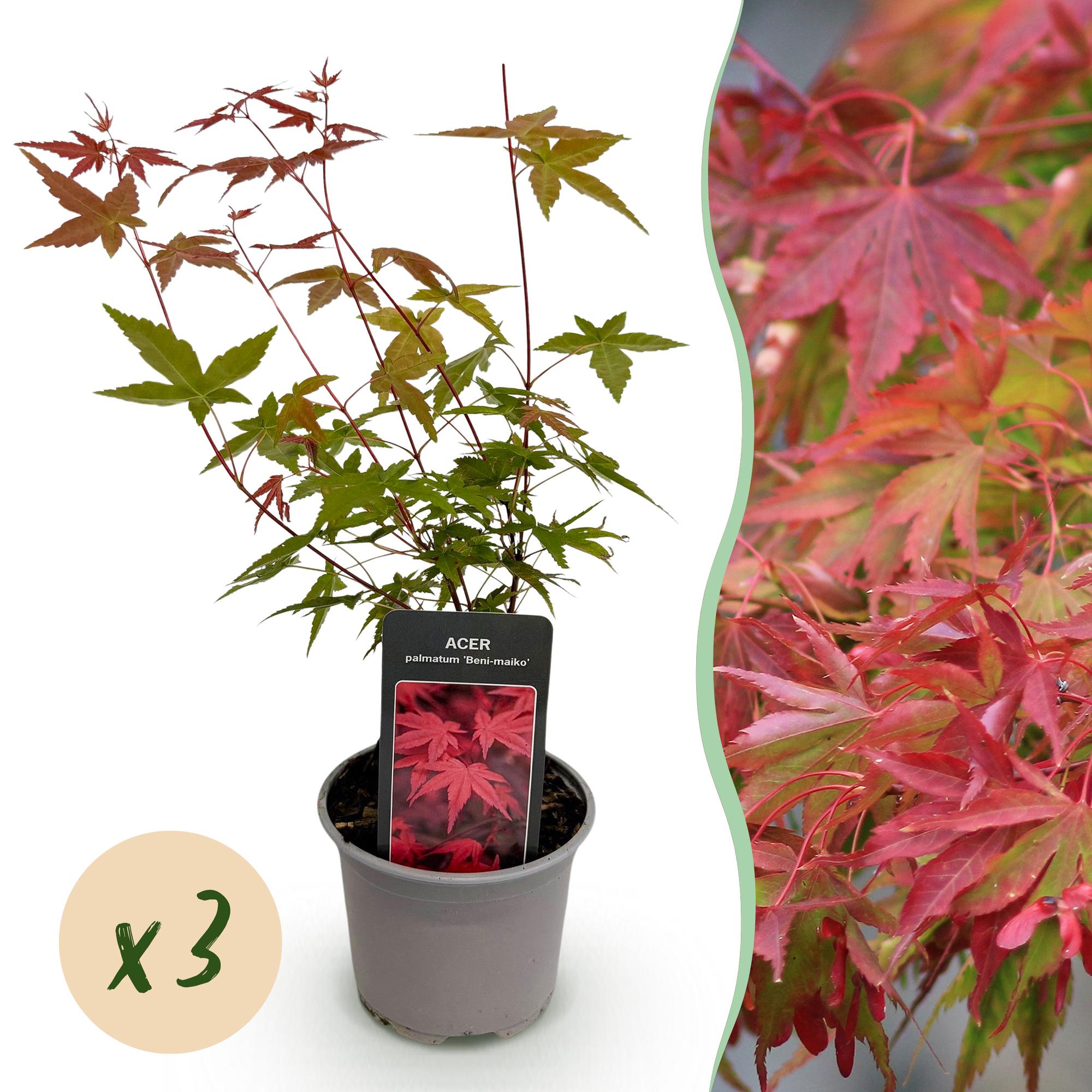 Acer palmatum Beni-maiko - Rood - 3 Planten - Bladverliezend - Weinig Onderhoud - Pot 12cm Hoogte 35cm