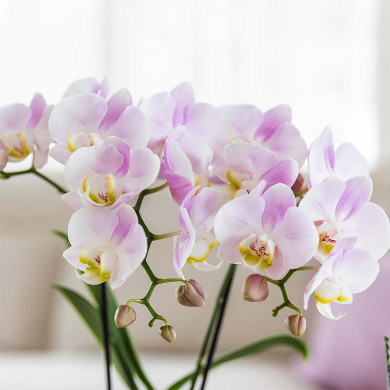Kolibri Orchids | roze orchideeënset in Como dish incl. waterreservoir | drie roze orchideeën Portugal 9cm | Mono Bouquet roze met zelfvoorzienend waterreservoir