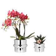 Kolibri Orchids | Plantenset Chrome - Rode Phalaenopsis Orchidee Blossom Congo & Succulent