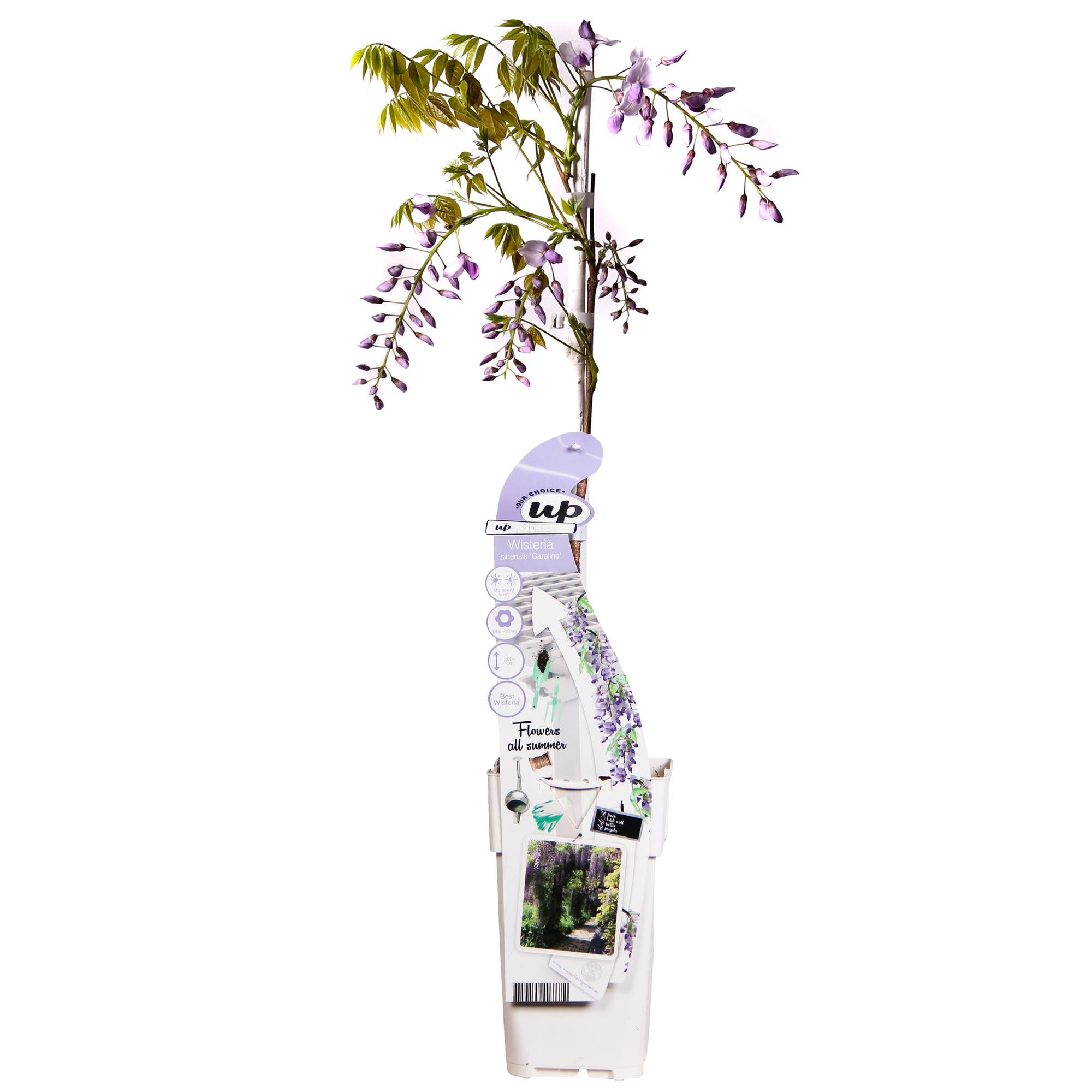 Glicina sinensis Caroline - Purple Rain - Ø15cm - ↕65cm