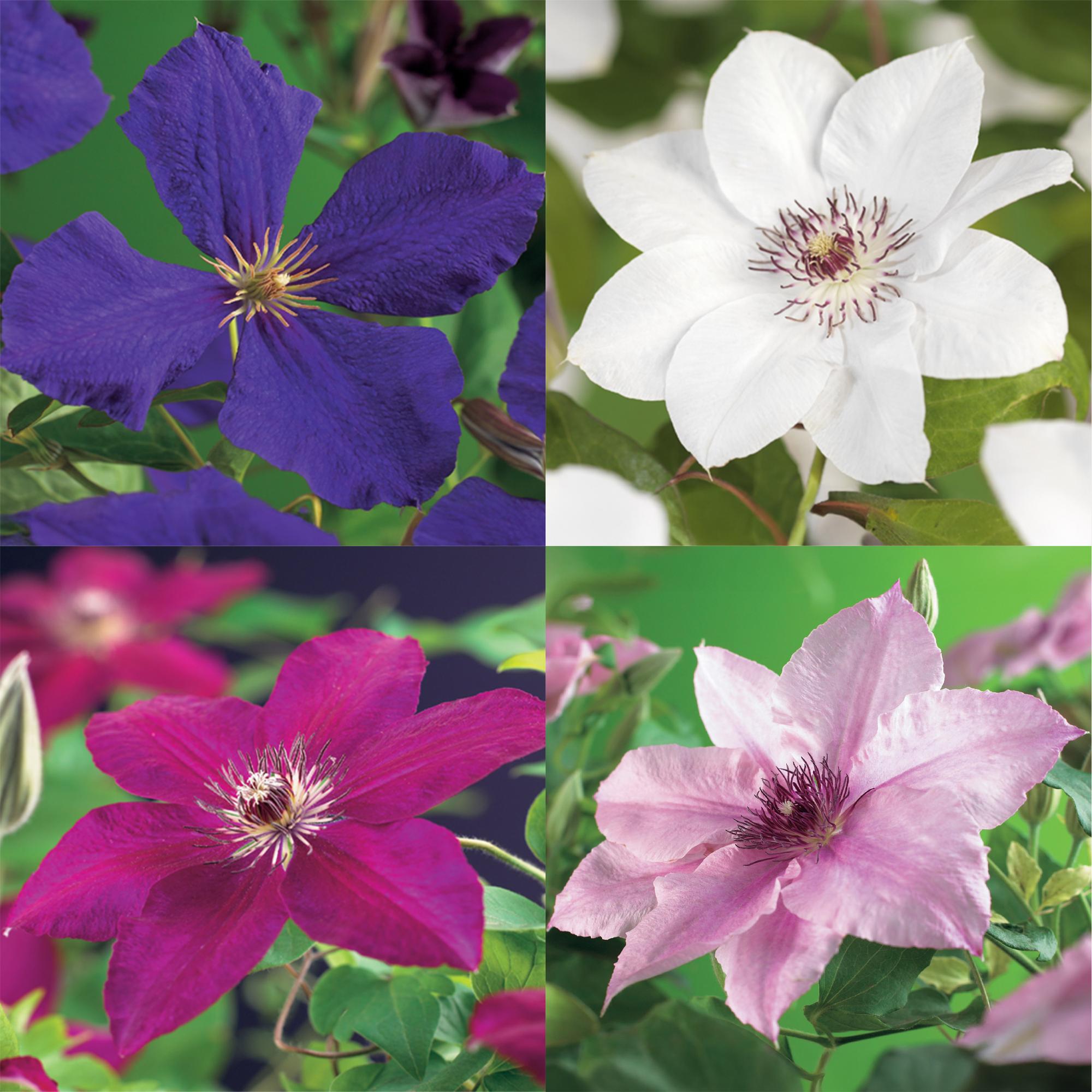 Clematis Rainbow - Bloem Roze Wit Paars Rood - Weinig onderhoud - 4 planten - Pot 11cm Hoogte 40cm