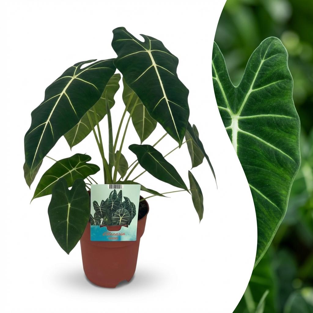 Olifantsoor - Alocasia Frydek - Groen - Weinig onderhoud - 1 Plant - Pot 19cm - Hoogte 60cm