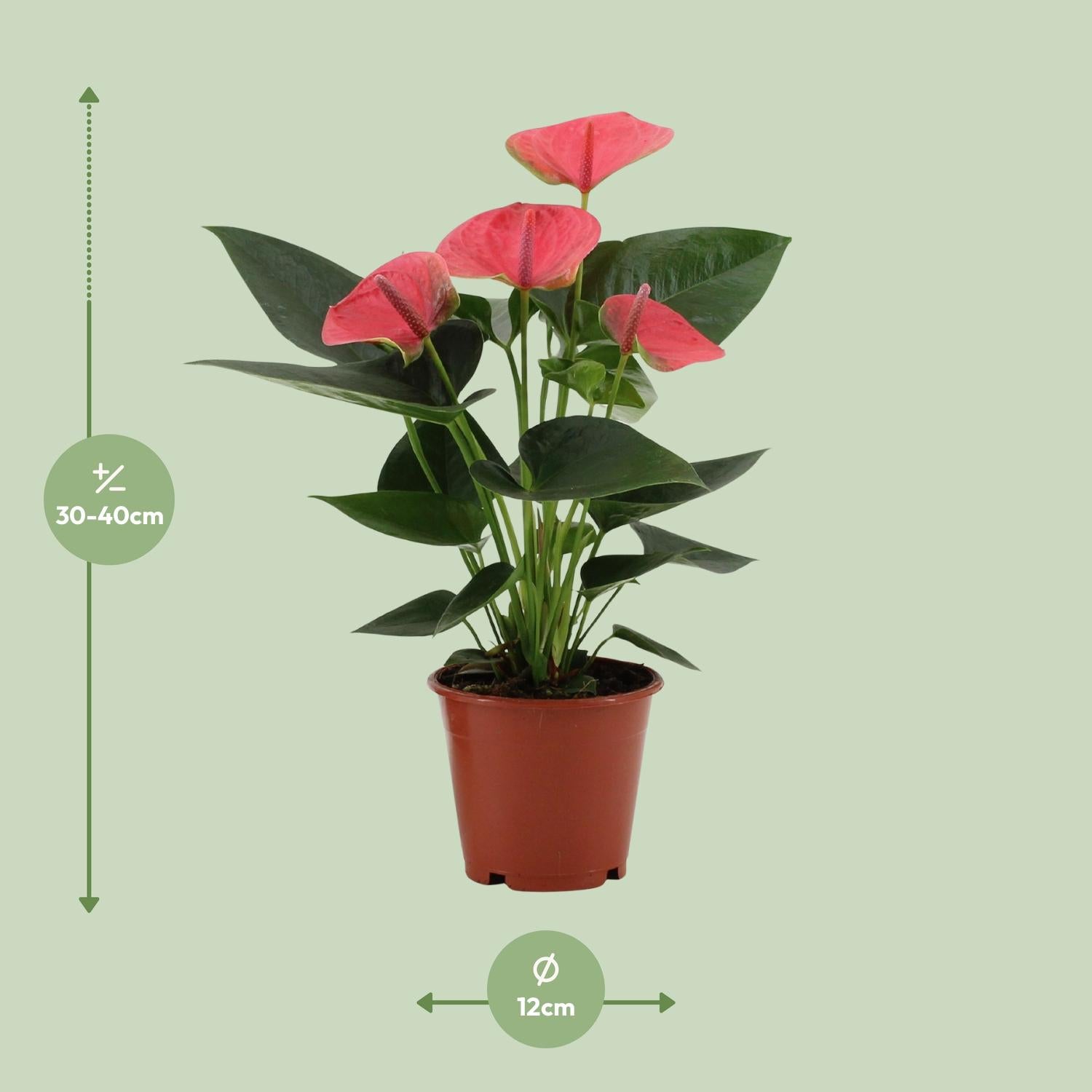 Anthurium Sweet Dream in custodia trasparente - Ø12cm - ↕36cm