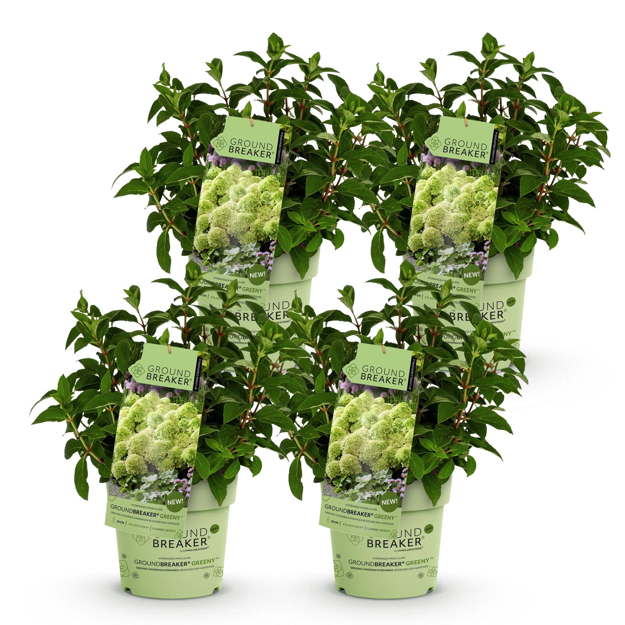 Hydrangea panniculata Groundbreaker Greeny - Pluimhortensia - Winterhard - Creme - 4 Planten - Pot 14cm -Hoogte 20-25cm