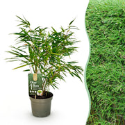 Fargesia Rufa - Niet Woekerende Bamboe - Bladhoudend - Groen - 1 Plant - Pot 17 cm - Hoogte 60 cm