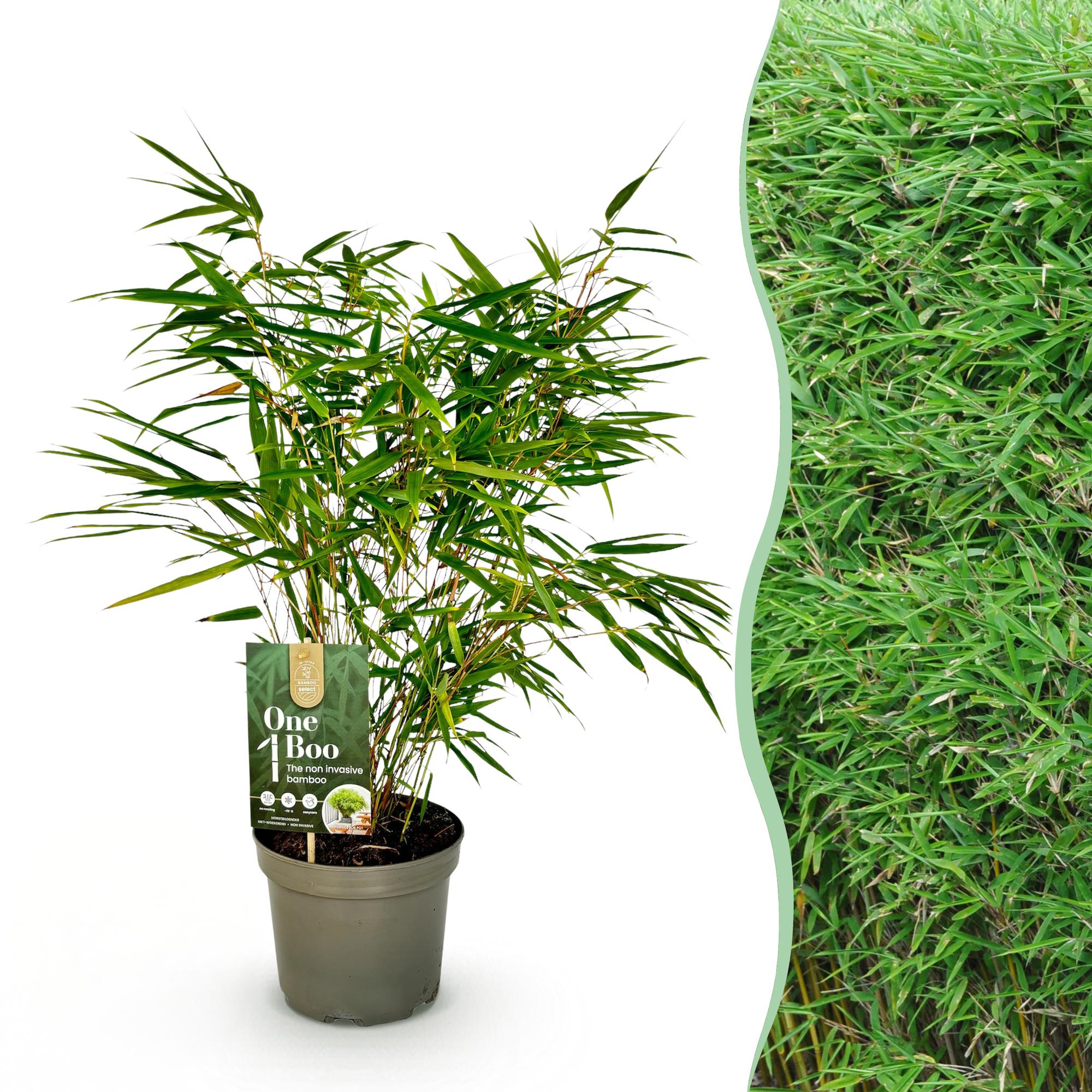 Fargesia Rufa - Niet Woekerende Bamboe - Bladhoudend - Groen - 1 Plant - Pot 17 cm - Hoogte 60 cm