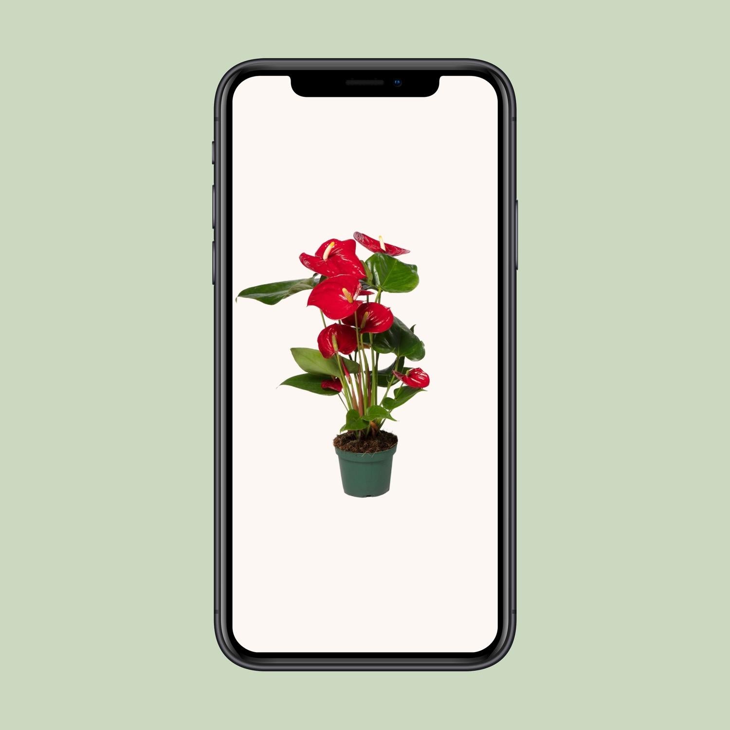Anthurium Red - Ø12cm - ↕40cm