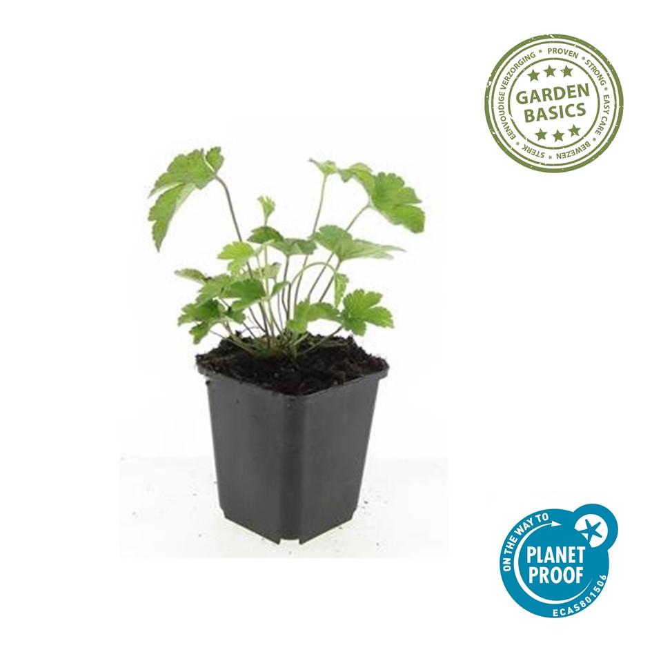 48x Anemone tom. 'Robustissima' - ↕10-25cm - Ø9cm