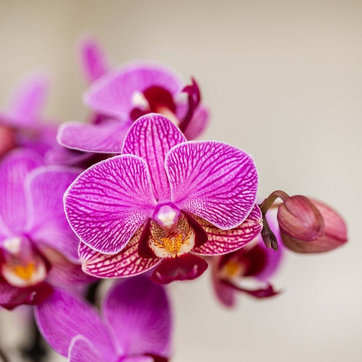 Kolibri Orchids | Paarse Phalaenopsis Orchidee - Mineral Vienna in Gradience Sierpot Lila met Giftbox - Ø9 cm