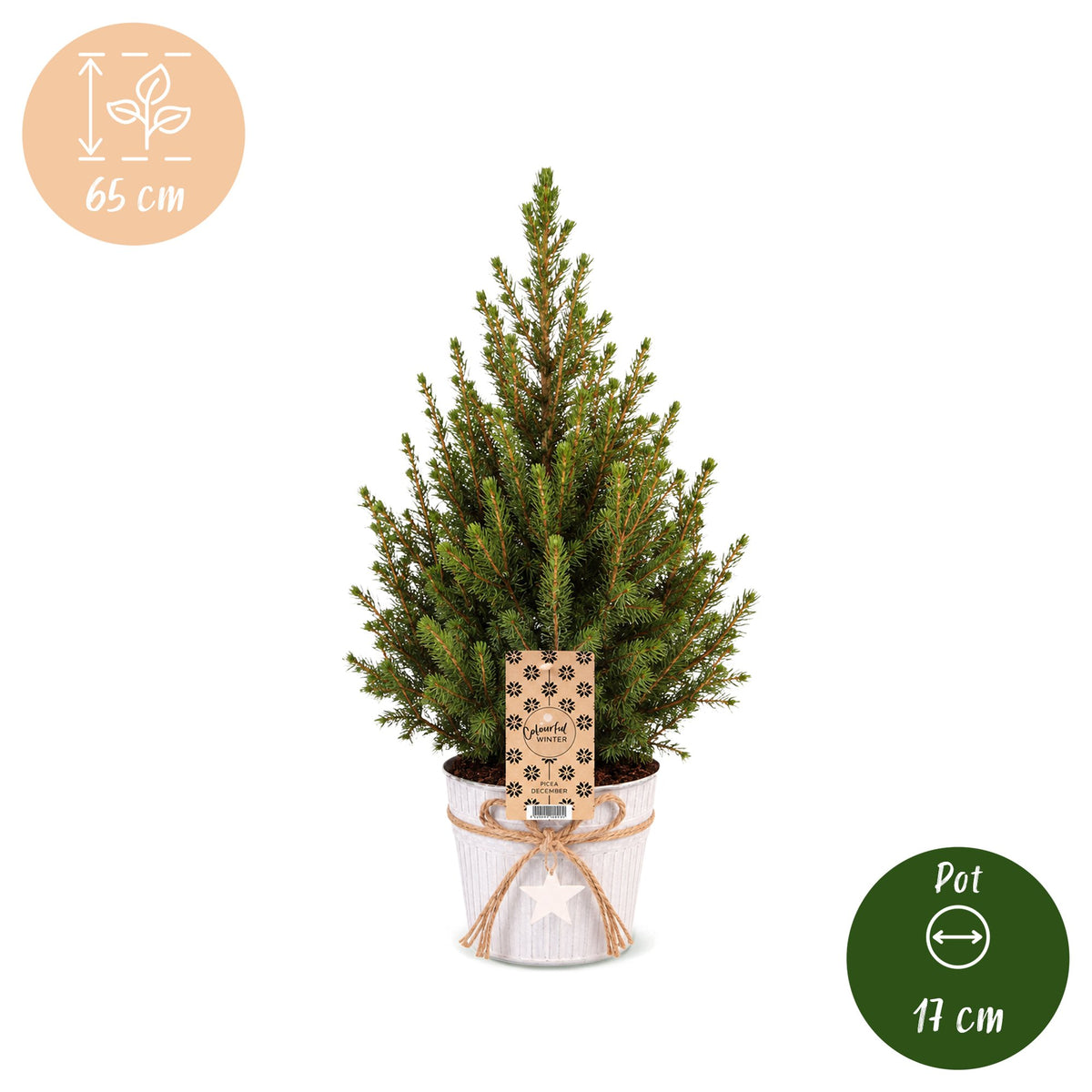 Picea glauca Conica - 2x Kegelspar - Groen - Kerstboom - incl. zinken pot - Ø17cm - ↕65cm