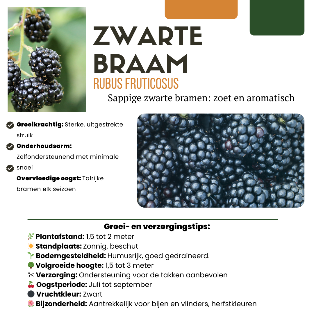 6 plants de mûrier bio - Ø 13 cm - ↨ 20 cm
