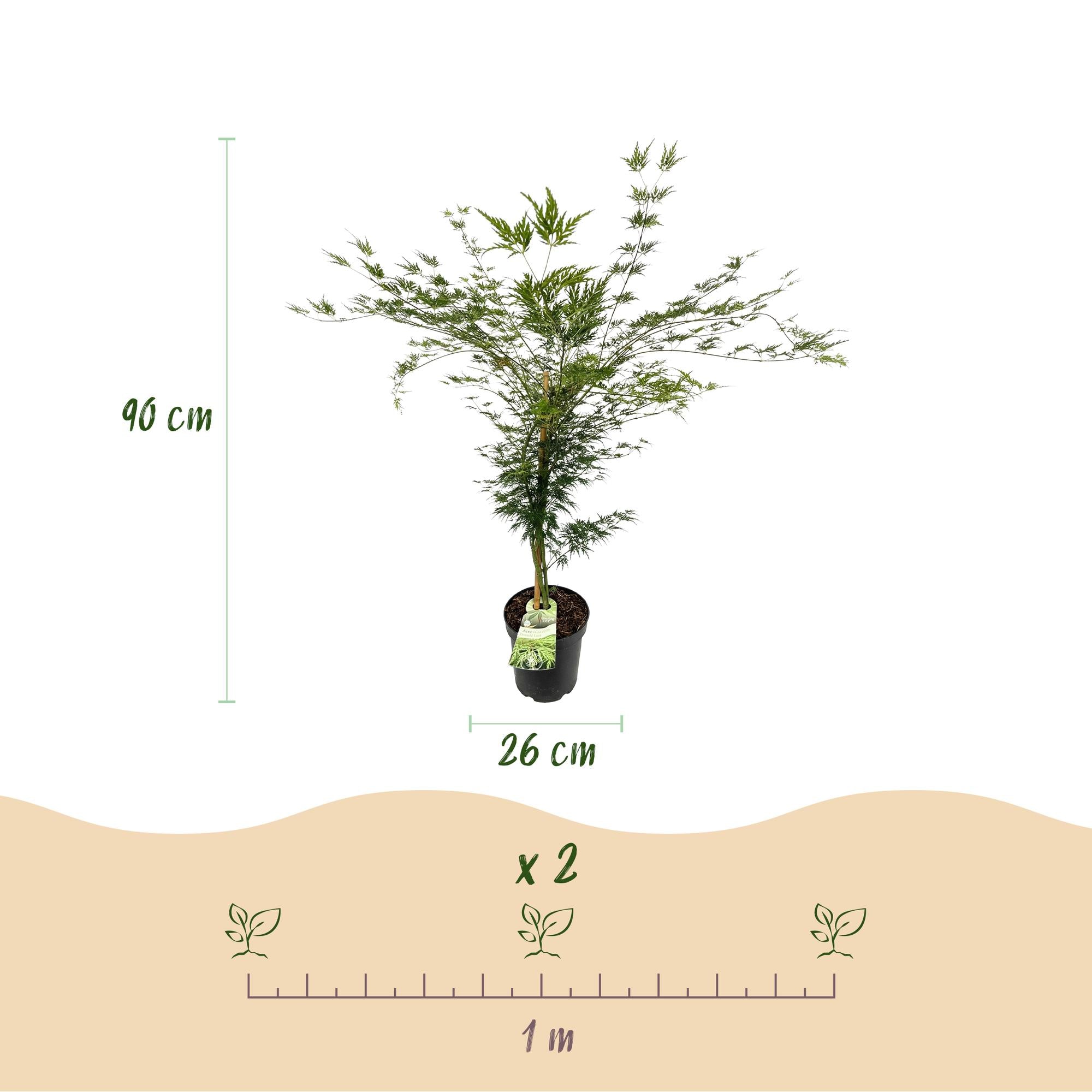 Acer palmatum Emerald Lace - Japanse Esdoorn - Bladverliezend - Groen - 1 - Pot 26cm - Hoogte 90cm