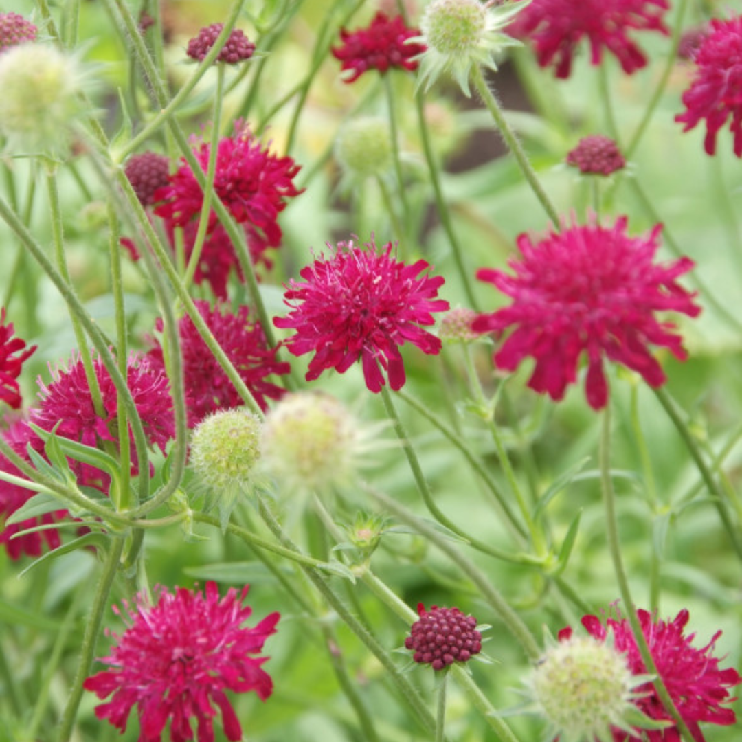 24x Knautia macedonica - ↕10-25cm - Ø9cm