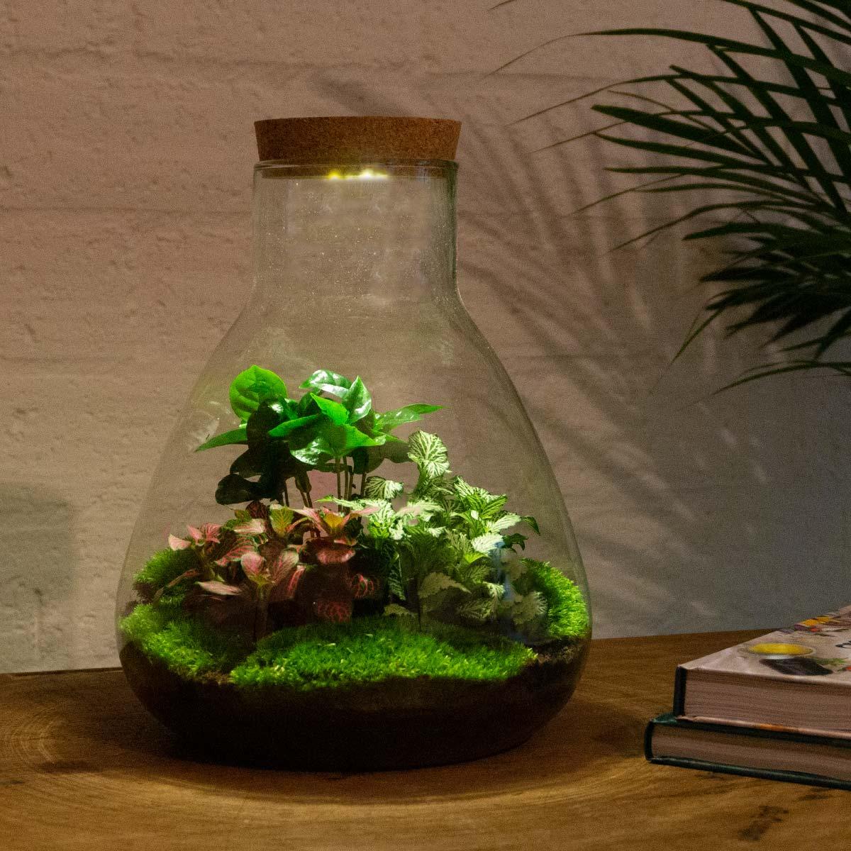DIY-Terrarium – Sam Coffea mit Lampe – ↕ 30 cm – Flaschengarten – Normal