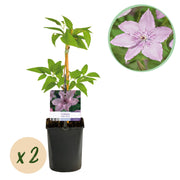 Clematis Hagley Hybrid - Bloem Roze - Weinig onderhoud -2 planten -  Pot 11cm Hoogte 40cm