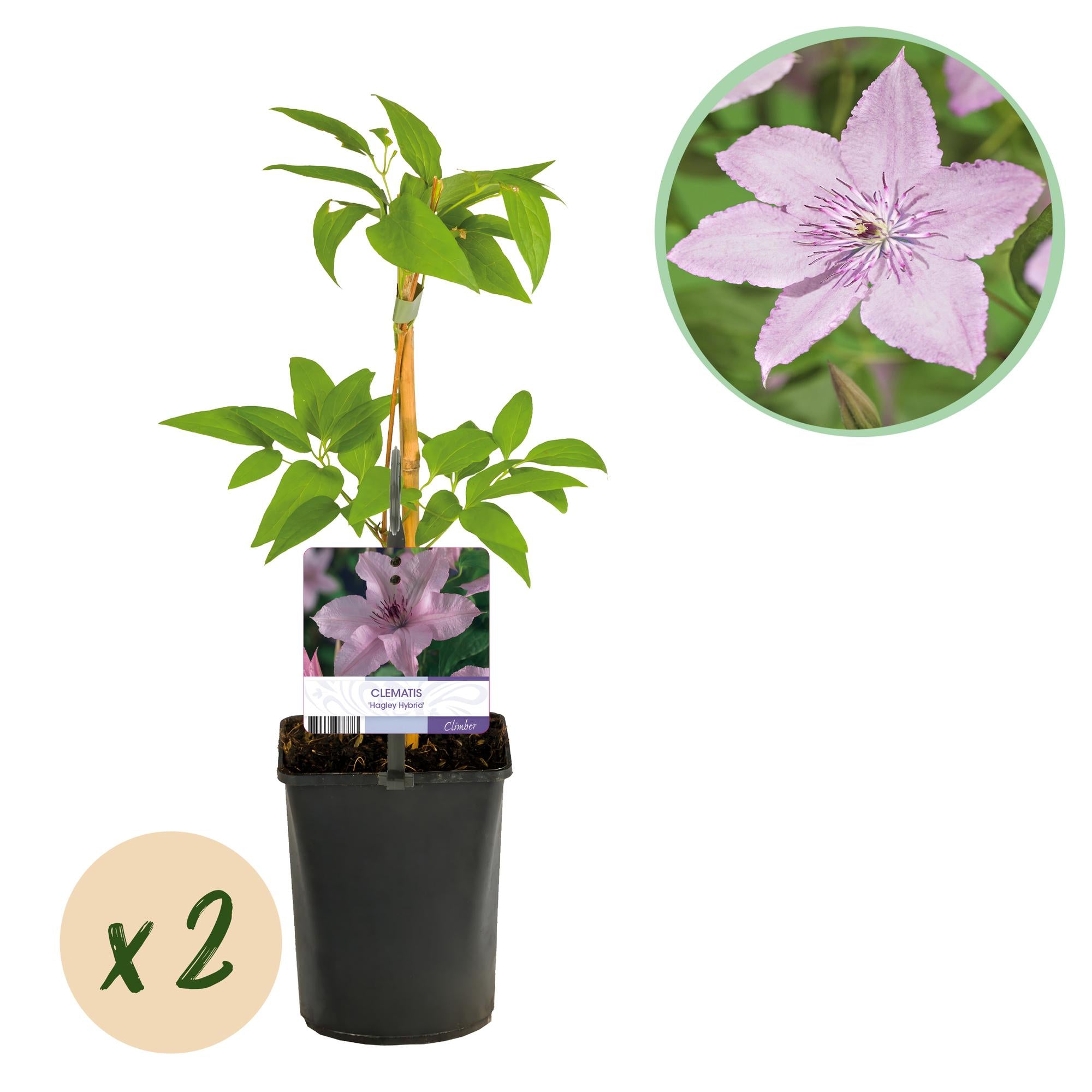 Clematis Hagley Hybrid - Bloem Roze - Weinig onderhoud -2 planten -  Pot 11cm Hoogte 40cm