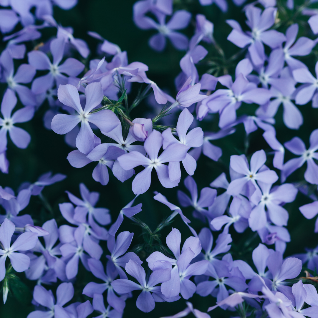 12x Phlox (S) 'Emerald Cushion Blue'- ↕10-25cm - Ø9cm
