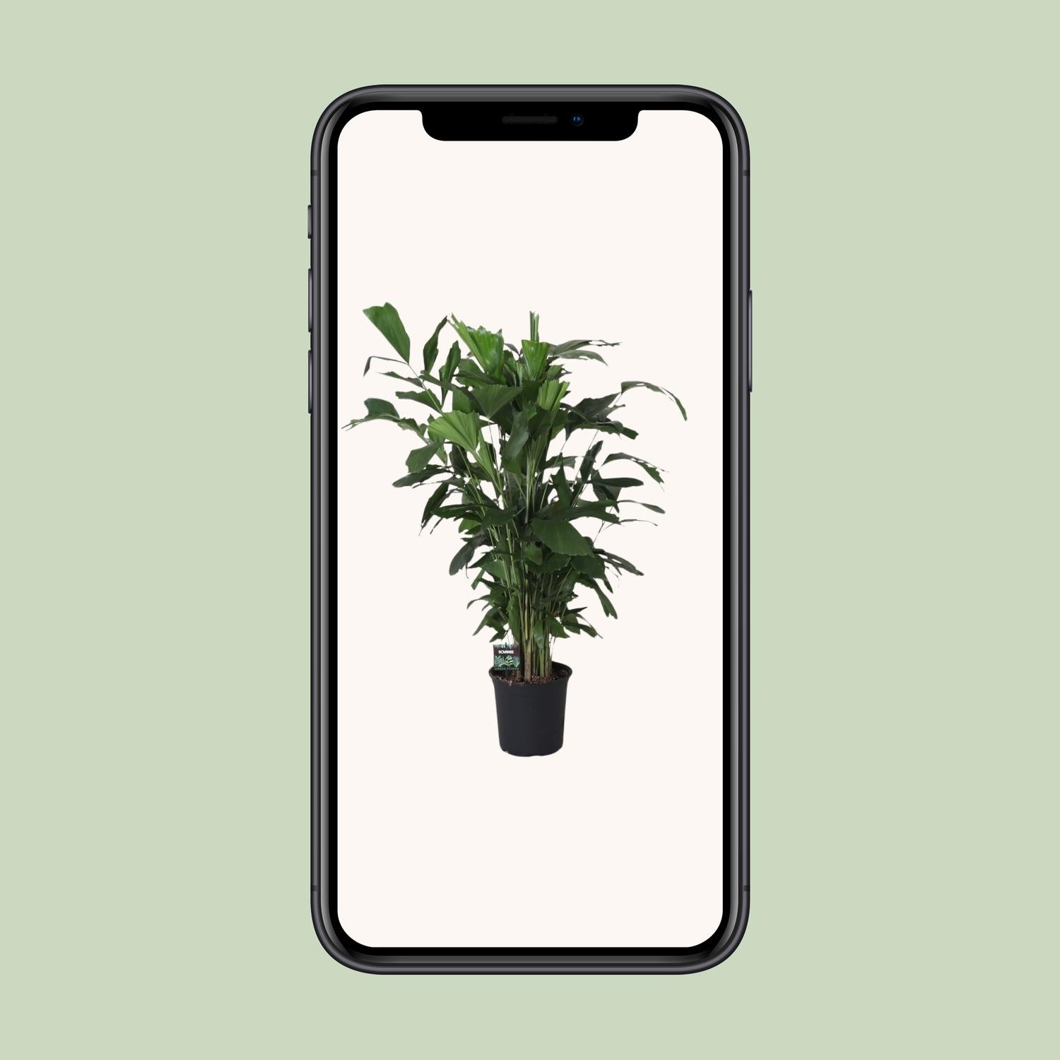 Caryota Mitis – Ø24cm – ↕120cm