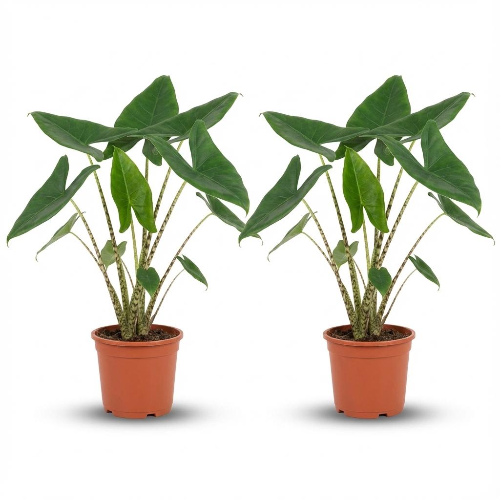 Alocasia Zebrina - Ø 21 cm - Hoogte: 70-75 cm 2x