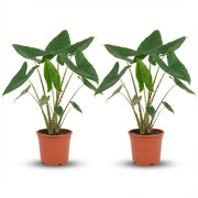 Alocasia Zebrina - Ø 21 cm - Hoogte: 70-75 cm 2x