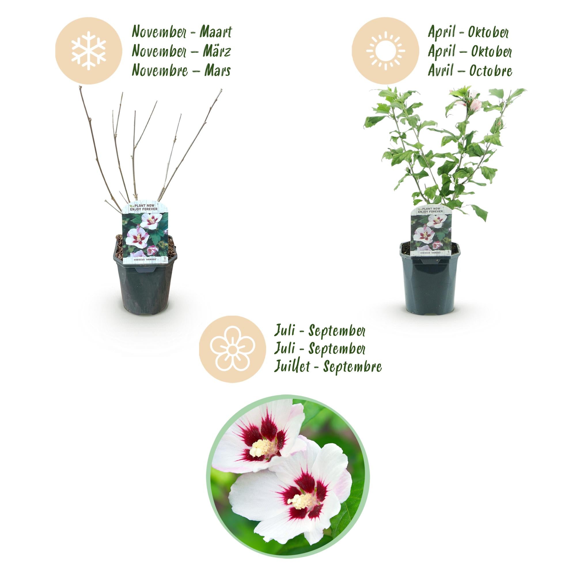 Hibiscus syriacus Hamabo - Tuin Hibiscus - Winterhard - Wit - Roze - 3 Planten - Pot 17cm - Hoogte 45cm