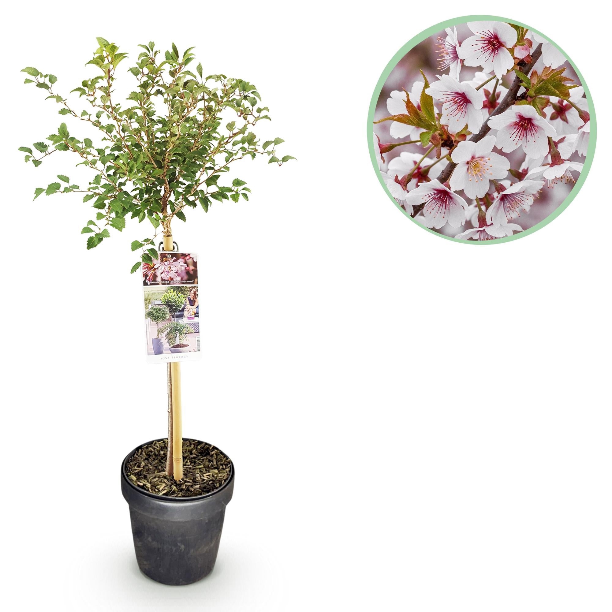Prunus incisa Koujou-no-mai - Terras Plant - Bladverliezend - Winterhard - Witte Bloem - Pot 19cm Hoogte 90cm