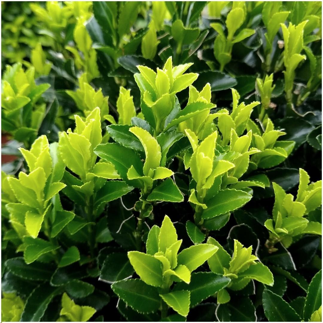Groene Kardinaalsmuts haag - Euonymus japonicus 'Green Spire' 1 meter - Set van 6 winterharde haagplanten - Groenblijvende haag - Vers van de kwekerij geleverd