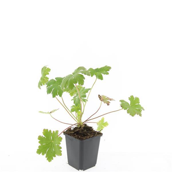 24x Geranium macr. „Ingwersens Var.“ - ↕10-25cm - Ø9cm