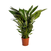 Spathiphyllum Dolce Sebastiano - Ø24cm - ↕110cm